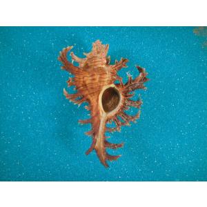 リュウグウウボラ : 貝殻ストア - 通販 - Yahoo!ショッピング