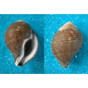 ラクダガイ : 貝殻ストア - 通販 - Yahoo!ショッピング