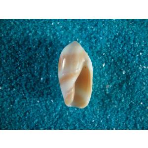 ブランデーガイ : 貝殻ストア - 通販 - Yahoo!ショッピング