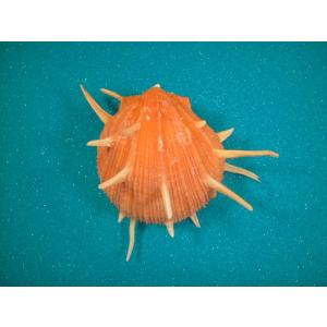 ショウジョウガイ : 貝殻ストア - 通販 - Yahoo!ショッピング