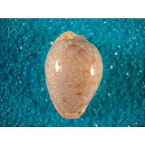 クロガネダカラ : 貝殻ストア - 通販 - Yahoo!ショッピング