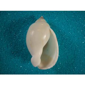 トウカムリガイ大・小・ホラガイ・クモガイ・その他セット