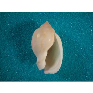 (希少)ブランデーガイ　貝殻　コレクション The Shell 綺麗で希少な貝類コレクション303 | 真鶴町立遠藤貝類博物館