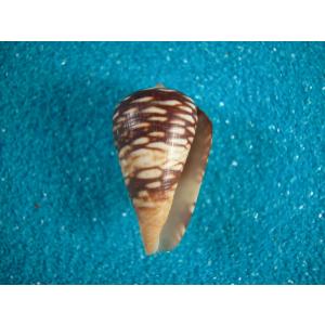 テンシノツバサ : 貝殻ストア - 通販 - Yahoo!ショッピング