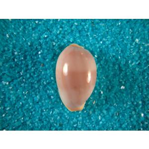 ハワイホシダカラ : 貝殻ストア - 通販 - Yahoo!ショッピング