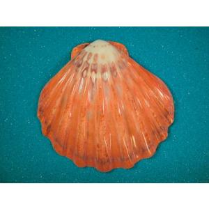 アンシュウオキナエビス : 貝殻ストア - 通販 - Yahoo!ショッピング