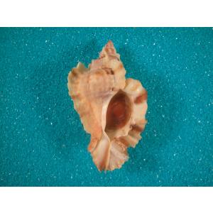 イナズマツノヤシガイ : 貝殻ストア - 通販 - Yahoo!ショッピング