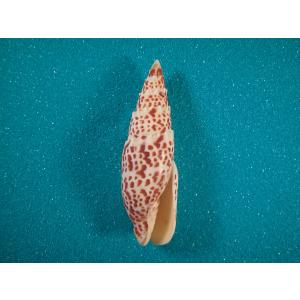 ラクダガイ : 貝殻ストア - 通販 - Yahoo!ショッピング