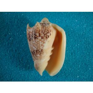 コビトリュウグウボタル : 貝殻ストア - 通販 - Yahoo!ショッピング