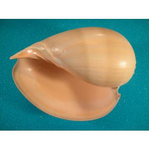 ラクダガイ : 貝殻ストア - 通販 - Yahoo!ショッピング