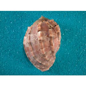 キイロダカラ : 貝殻ストア - 通販 - Yahoo!ショッピング