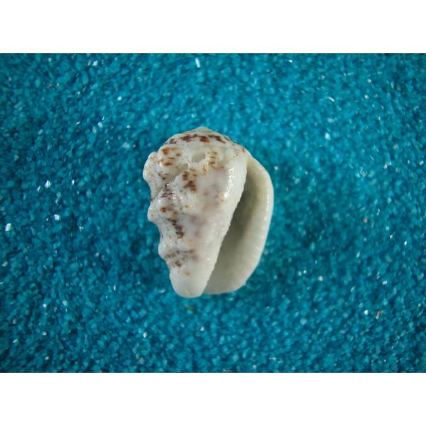 マメユウビガイ