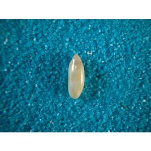 コビトリュウグウボタル : 貝殻ストア - 通販 - Yahoo!ショッピング