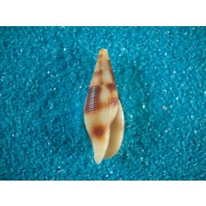 ナンヨウダカラ : 貝殻ストア - 通販 - Yahoo!ショッピング