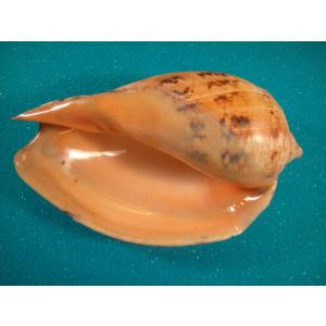 イナズマツノヤシガイ : 貝殻ストア - 通販 - Yahoo!ショッピング