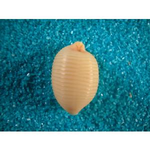 ピンクメンコイダカラ : 貝殻ストア - 通販 - Yahoo!ショッピング