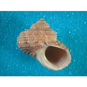カミナリサザエ : 貝殻ストア - 通販 - Yahoo!ショッピング