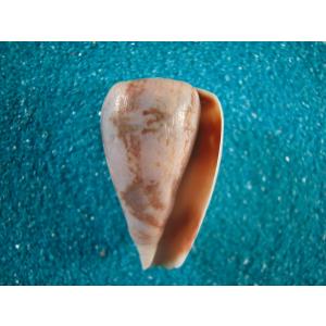 クロハラダカラ : 貝殻ストア - 通販 - Yahoo!ショッピング