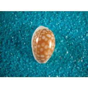 クロガネダカラ : 貝殻ストア - 通販 - Yahoo!ショッピング