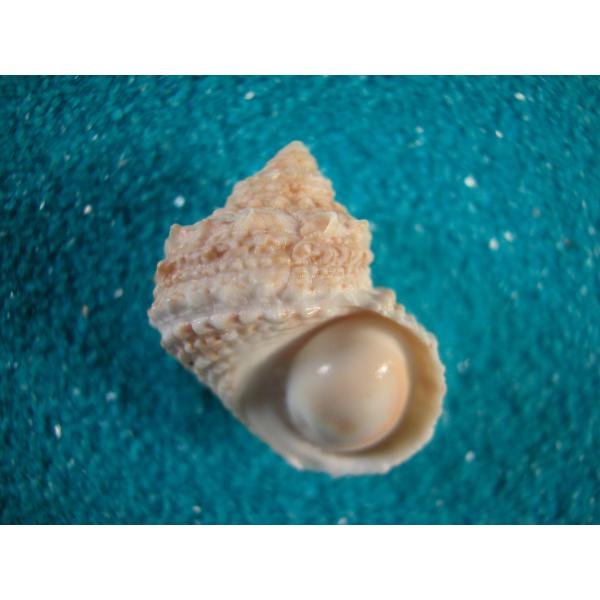 クリイロサザエ