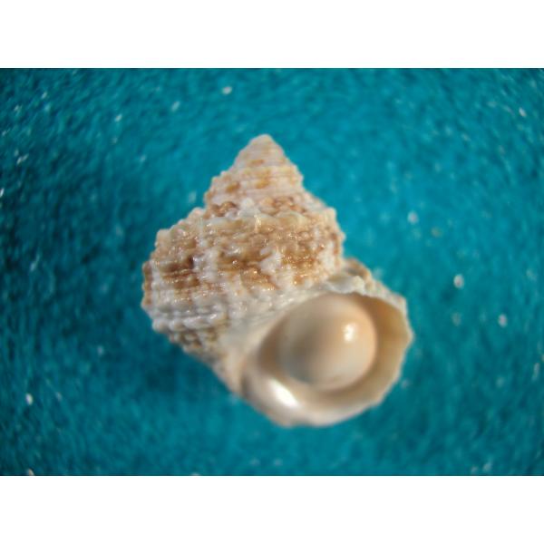 クリイロサザエ