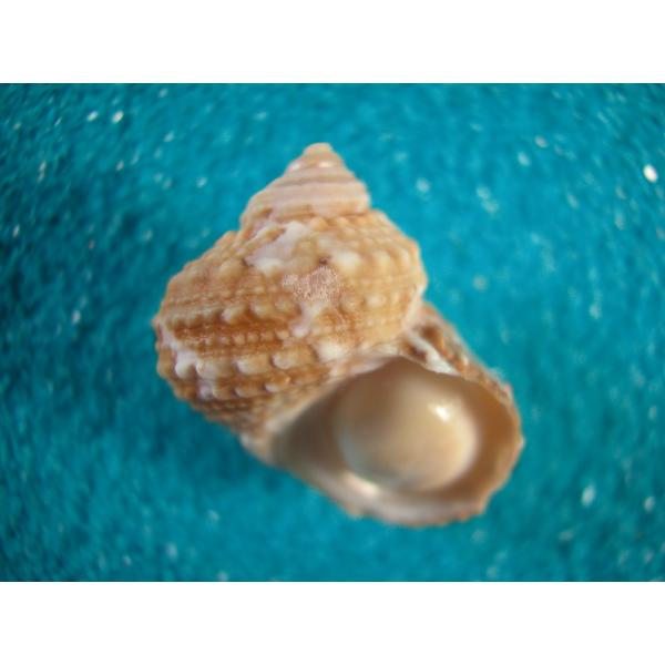 クリイロサザエ