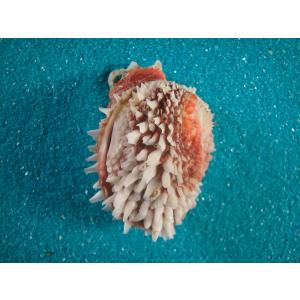 ショウジョウガイ : 貝殻ストア - 通販 - Yahoo!ショッピング