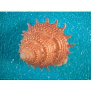 ミナミノオキナエビスガイ : 貝殻ストア - 通販 - Yahoo!ショッピング