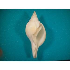 希少 美品 インド産 法螺貝 シャンクガイ 希少 インド産 法螺貝