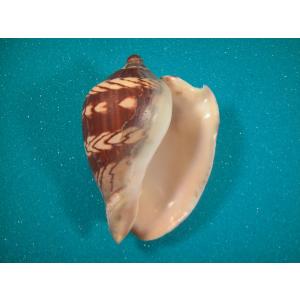 貝殻の標本　リュウグウボラ（ガクフボラ科） リュウグウウボラ : 貝殻ストア - 通販 - Yahoo!ショッピング