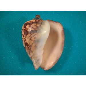 貝殻　標本　ミヒカリコウロギ 貝殻 ミヒカリコオロギ - メルカリ