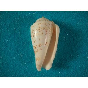 マガキガイの商品一覧 通販 Yahoo ショッピング