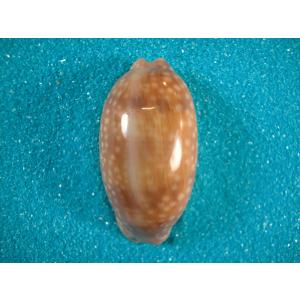 ビードロダカラ : 貝殻ストア - 通販 - Yahoo!ショッピング