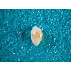 キッコウダカラ : 貝殻ストア - 通販 - Yahoo!ショッピング