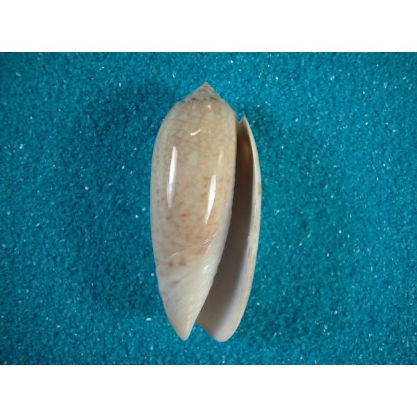 ユメマクラガイ