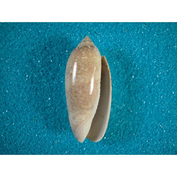 ユメマクラガイ