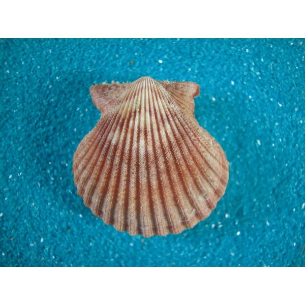 アザミヒヨクガイ