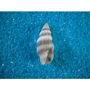 キグチホラダマシ : 貝殻ストア - 通販 - Yahoo!ショッピング