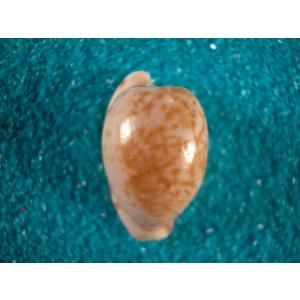 ウスアカウスアカネダカラ : 貝殻ストア - 通販 - Yahoo!ショッピング