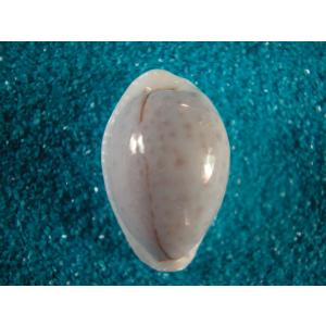 キイロダカラ : 貝殻ストア - 通販 - Yahoo!ショッピング