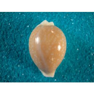 タカラガイ、貝殻、びーどろダカラ ビードロダカラ : 貝殻ストア - 通販 - Yahoo!ショッピング