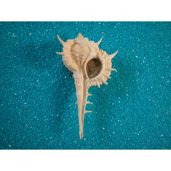 バラフツブリボラ