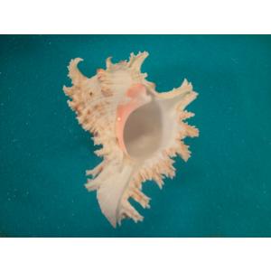 ラクダガイ : 貝殻ストア - 通販 - Yahoo!ショッピング