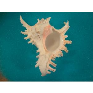 ショウジョウガイ : 貝殻ストア - 通販 - Yahoo!ショッピング