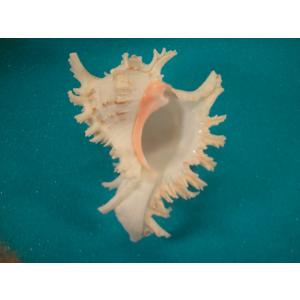 ラクダガイ : 貝殻ストア - 通販 - Yahoo!ショッピング