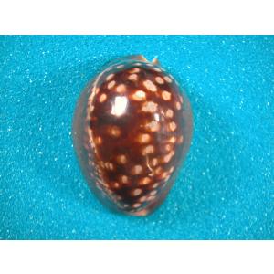 ハチジョウダカラ : 貝殻ストア - 通販 - Yahoo!ショッピング