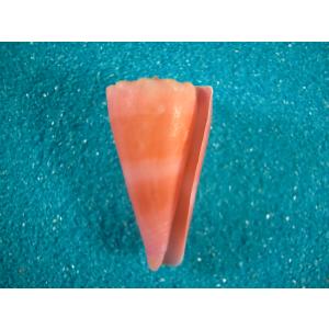 イナズマツノヤシガイ : 貝殻ストア - 通販 - Yahoo!ショッピング