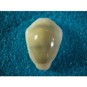 貝殻 ビードロダカラ (タカラガイ科) 貝殻 ビードロダカラ (タカラガイ科)