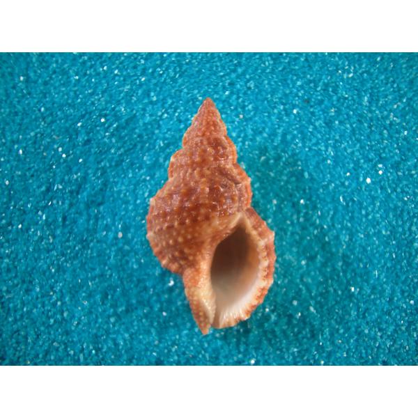 イワカワウネボラ