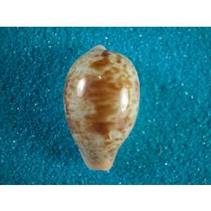 ウスアカウスアカネダカラ : 貝殻ストア - 通販 - Yahoo